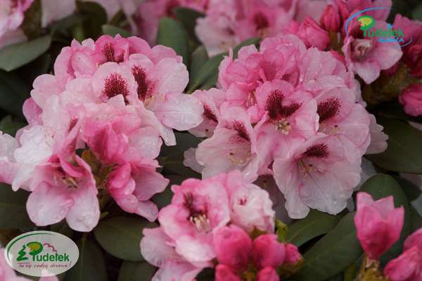 Rhododendron Belona